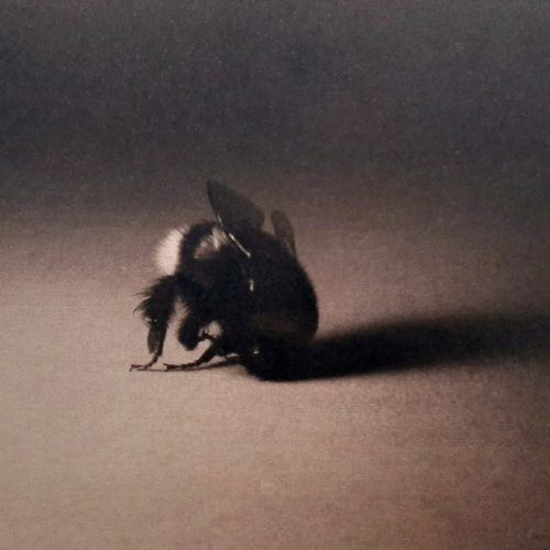 Maeve Coulter Cyanotype Bee (detail)